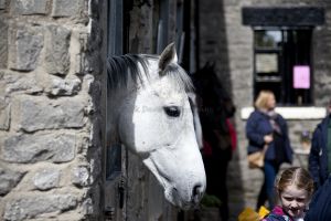 _middleham open day 37.jpg